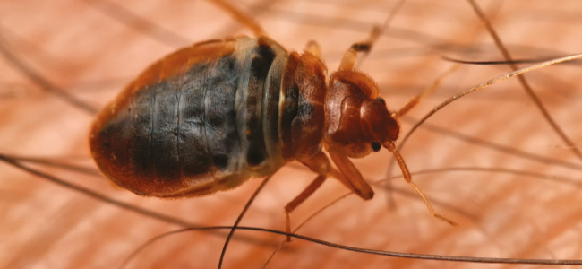 1env biting insects training course