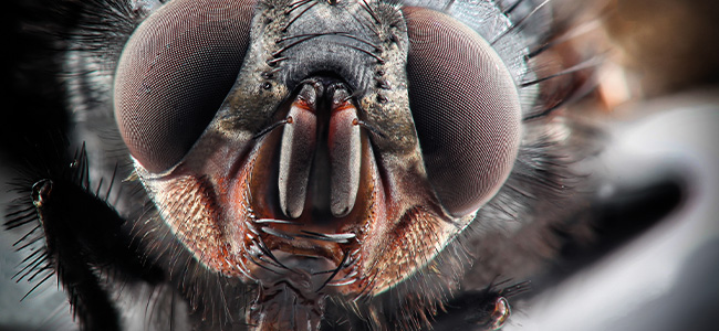 1env insect biology and control training course