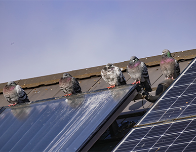 The Hidden Dangers of Nesting Birds